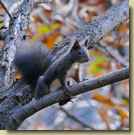 Sciurus carolinensis