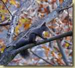 Sciurus carolinensis