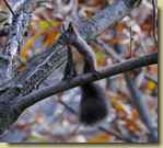 Sciurus carolinensis