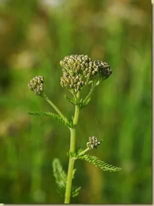 Achillea millefolium...