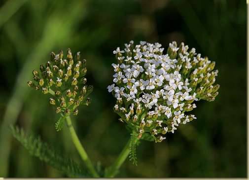 Achillea millefolium...