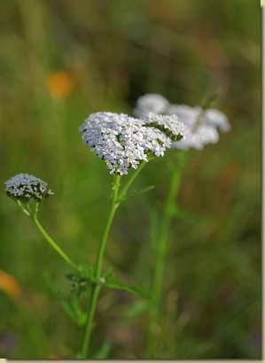 Achillea millefolium...
