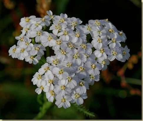Achillea millefolium...