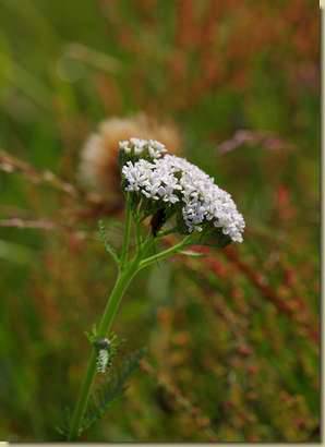 Achillea millefolium...