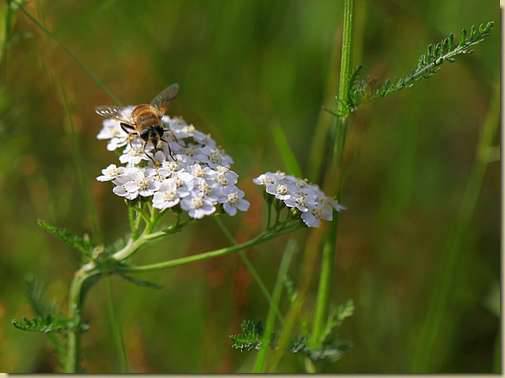 Achillea millefolium...