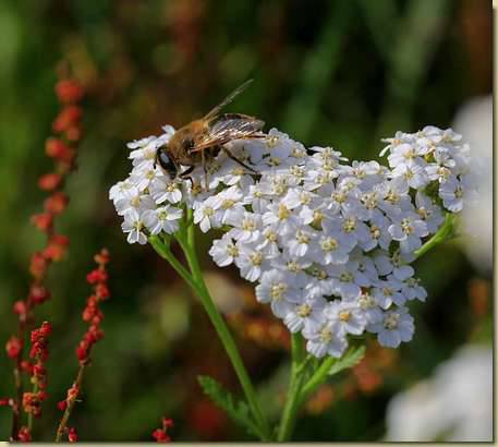 Achillea millefolium...