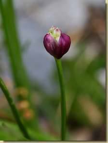 Allium angulosum...