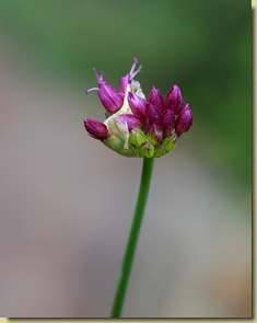Allium sphaerocephalon...