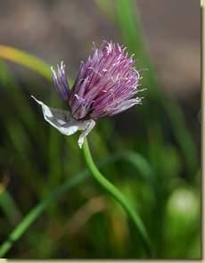 Allium schoenoprasum...