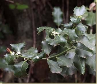 Ilex aquifolium...