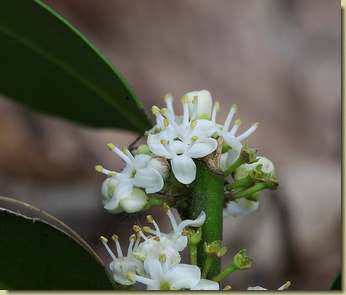 Ilex aquifolium...