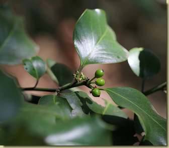 Ilex aquifolium...