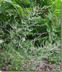 Artemisia vulgaris...