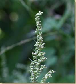 Artemisia vulgaris...