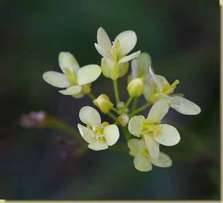 Biscutella laevigata subsp. ossolana