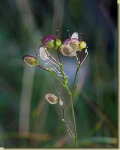 Biscutella laevigata subsp. ossolana...