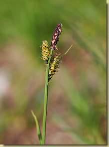Carex nigra...