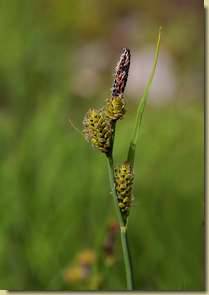 Carex nigra...