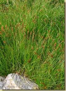 Carex ovalis...