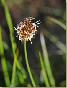 Carex foetida...