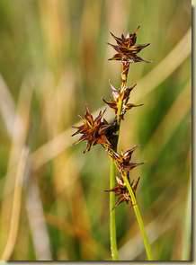 Carex echinata...