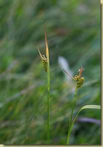Carex pallescens...