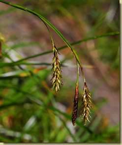 Carex sempervirens...