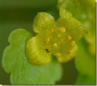 Chrysosplenium alternifolium...