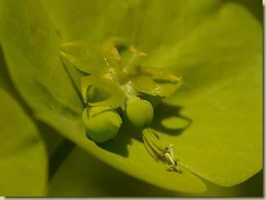Euphorbia amygdaloides...