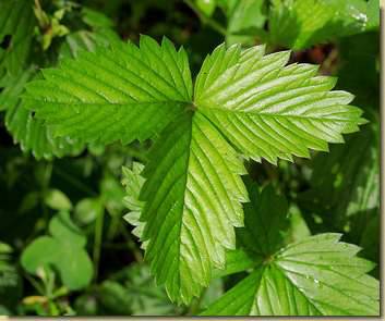 Fragaria vesca...