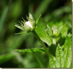 Fragaria vesca...