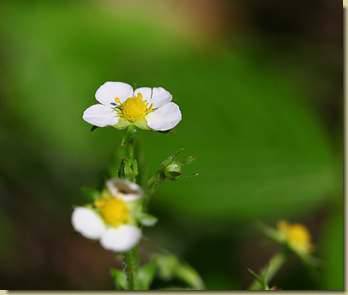 Fragaria vesca...