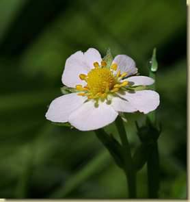 Fragaria vesca...