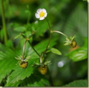 Fragaria vesca...