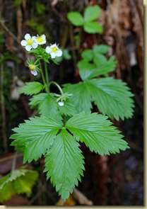Fragaria vesca...