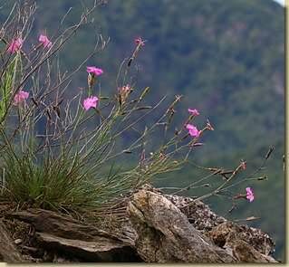 Dianthus sylvestris...