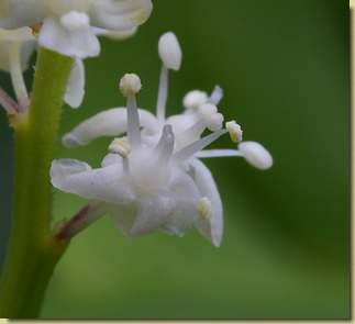 Maianthemum bifolium...