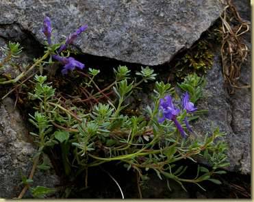 Linaria alpina...