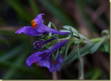 Linaria alpina...