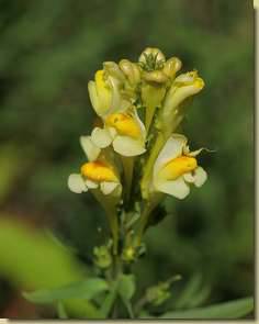 Linaria vulgaris...