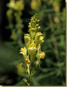 Linaria vulgaris...