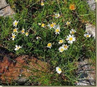Leucanthemopsis alpina...