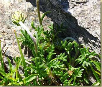 Leucanthemopsis alpina...