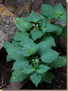 Solanum nigrum...