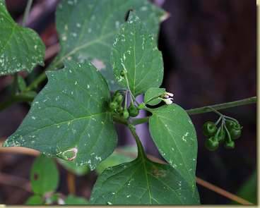 Solanum nigrum...