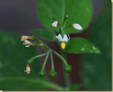 Solanum nigrum...