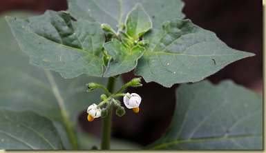 Solanum nigrum...
