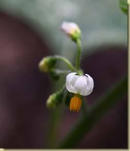 Solanum nigrum...