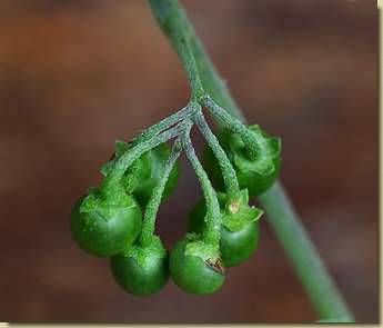 Solanum nigrum...
