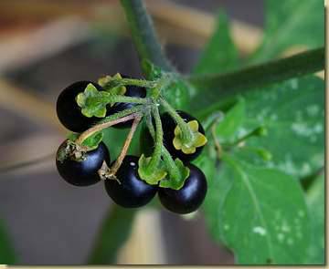 Solanum nigrum...